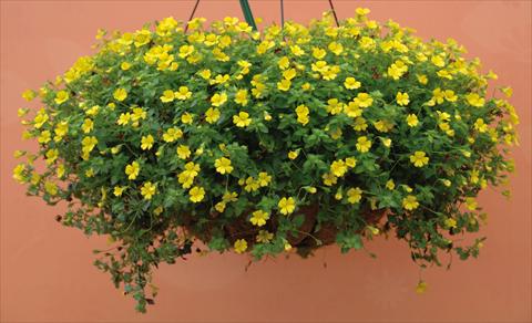 Photo de variété de fleurs à utiliser comme: Pot, Plante à massif, patio Mecardonia Magic Carpet