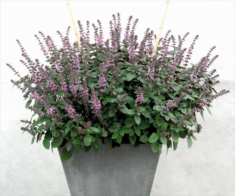 Photo de variété de fleurs à utiliser comme: Pot et Plante à massif Ocimum basilicum African Blu®
