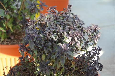 Photo de variété de fleurs à utiliser comme: Pot et Plante à massif Ocimum basilicum Basilico greco alla cannella®