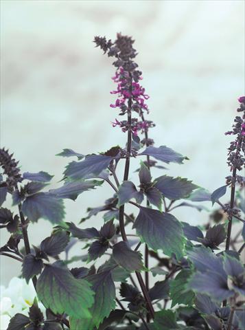 Photo de variété de fleurs à utiliser comme: Pot et Plante à massif Ocimum basilicum Wild Magic®