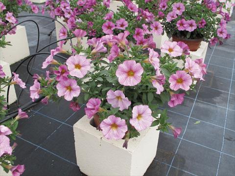 Photo de variété de fleurs à utiliser comme: Pot, Plante à massif, patio, Suspension Petchoa SuperCal® Artist Rose
