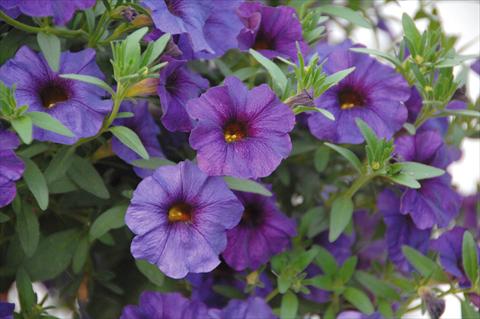 Photo de variété de fleurs à utiliser comme: Pot, Plante à massif, patio, Suspension Petchoa SuperCal® Blue