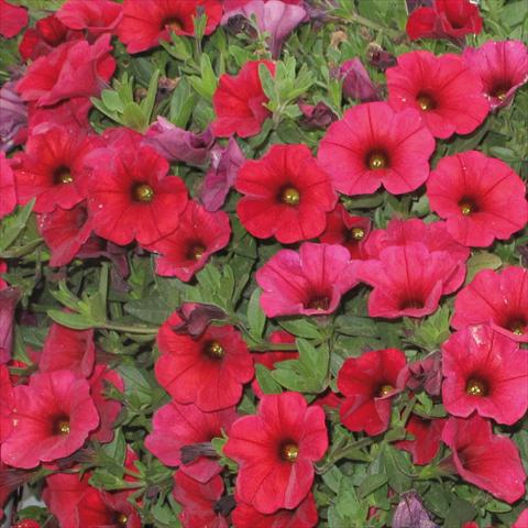 Photo de variété de fleurs à utiliser comme: Pot, Plante à massif, patio, Suspension Petchoa SuperCal® Cherry
