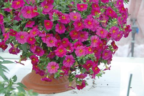 Photo de variété de fleurs à utiliser comme: Pot, Plante à massif, patio, Suspension Petchoa SuperCal® Neon Rose