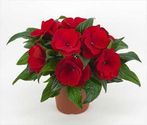 Photo de variété de fleurs à utiliser comme: Plante à massif, pot ou Suspension Impatiens N. Guinea Paradise® Orona