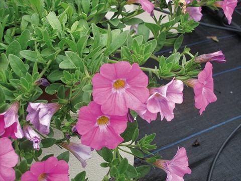 Photo de variété de fleurs à utiliser comme: Pot, Plante à massif, patio, Suspension Petchoa SuperCal® Pink Ice