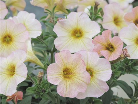Photo de variété de fleurs à utiliser comme: Pot, Plante à massif, patio, Suspension Petchoa SuperCal® Vanilla Blush