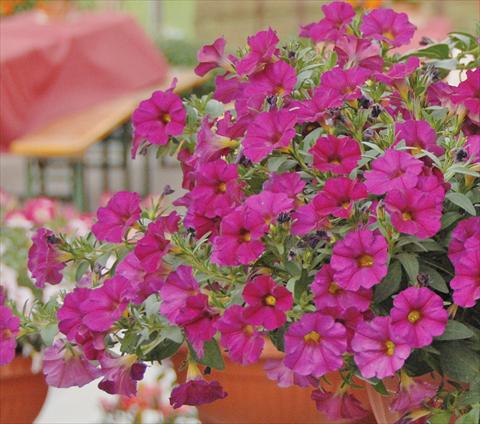 Photo de variété de fleurs à utiliser comme: Pot, Plante à massif, patio, Suspension Petchoa SuperCal® Violet