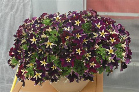 Photo de variété de fleurs à utiliser comme: Pot, Plante à massif, patio, Suspension Petunia pendula Cascadias® Rim Magenta