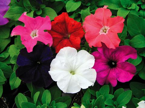 Photo de variété de fleurs à utiliser comme: Pot, Plante à massif, patio, Suspension Petunia Compatta XL Mix