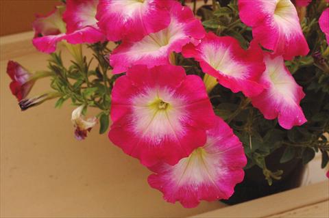 Photo de variété de fleurs à utiliser comme: Pot, Plante à massif, patio, Suspension Petunia Fantasy Hot Pink