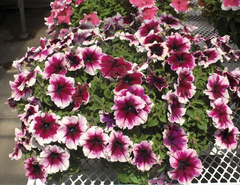 Photo de variété de fleurs à utiliser comme: Pot, Plante à massif, patio, Suspension Petunia Happy Giant Bicolor Purple Picotee