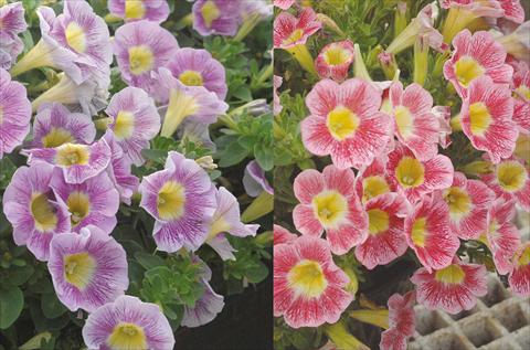 Photo de variété de fleurs à utiliser comme: Pot, Plante à massif, patio, Suspension Petunia Marvel Beauty Blueberry e Rasberry mix