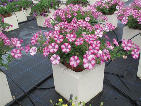 Photo de variété de fleurs à utiliser comme: Pot, Plante à massif, patio, Suspension Petunia Mini Blast