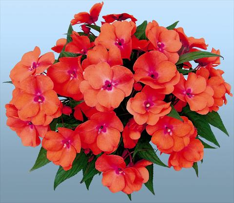Photo de variété de fleurs à utiliser comme: Pot et Plante à massif Impatiens N. Guinea Paradise® Tomea