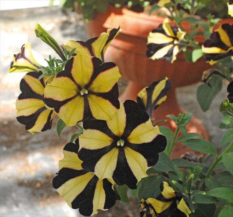 Photo de variété de fleurs à utiliser comme: Pot, Plante à massif, patio, Suspension Petunia Sunflower Ray
