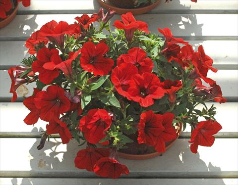 Photo de variété de fleurs à utiliser comme: Pot, Plante à massif, patio, Suspension Petunia pendula Surfinia® Deep Red