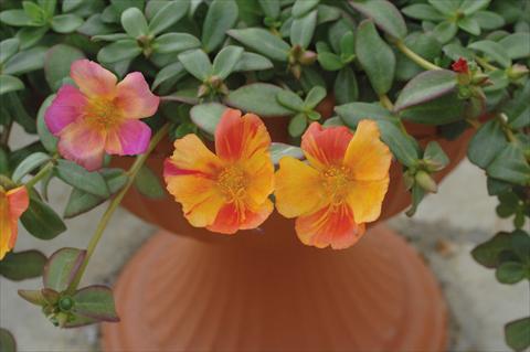Photo de variété de fleurs à utiliser comme: Pot et Plante à massif Portulaca Amica Jumbo Bicolor Mix
