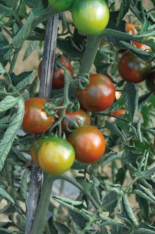 Photo de variété de fleurs à utiliser comme: Pot, Plante à massif, patio Solanum lycopersicum (pomodoro) tipo Camone