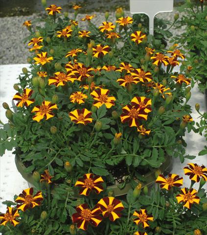Photo de variété de fleurs à utiliser comme: Plante à massif/ plante de bordure Tagetes patula Mr. Majestic