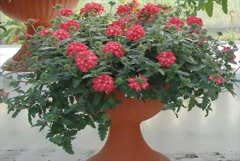 Photo de variété de fleurs à utiliser comme: Pot, patio, Suspension Verbena Superbena® Coral Pearl