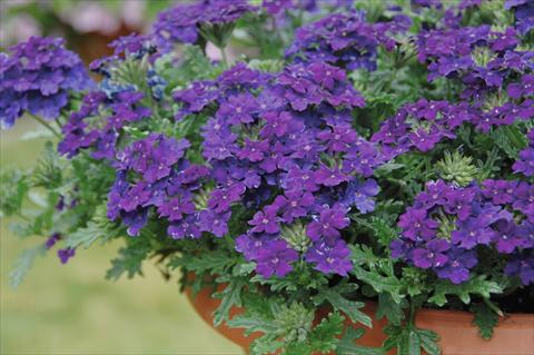 Photo de variété de fleurs à utiliser comme: Pot, patio, Suspension Verbena Vepita Blu Violet PW