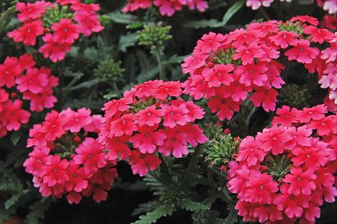 Photo de variété de fleurs à utiliser comme: Pot, patio, Suspension Verbena Vepita Hot Pink PW