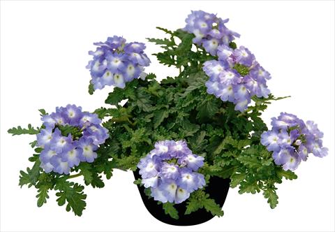 Photo de variété de fleurs à utiliser comme: Pot, patio, Suspension Verbena Vepita Lavender Ice PW