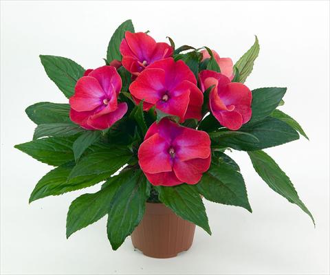 Photo de variété de fleurs à utiliser comme: Pot et Plante à massif Impatiens N. Guinea Paradise® Tomini