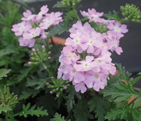 Photo de variété de fleurs à utiliser comme: Pot, patio, Suspension Verbena Vepita Soft Pink PW