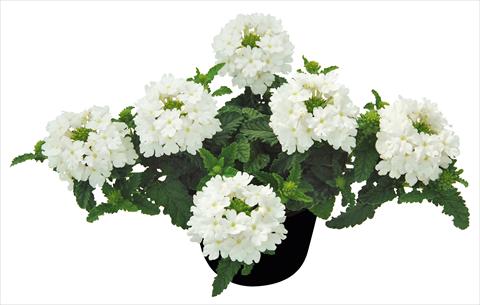 Photo de variété de fleurs à utiliser comme: Pot, patio, Suspension Verbena Vepita White PW