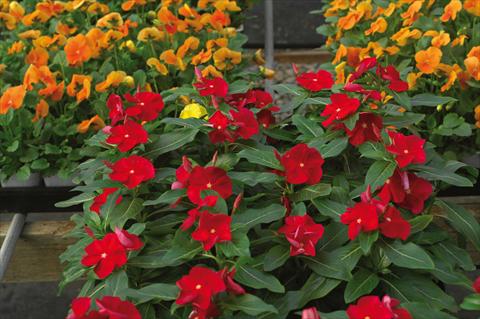 Photo de variété de fleurs à utiliser comme: Pot et Plante à massif Catharanthus roseus - Vinca Cora F1 Red