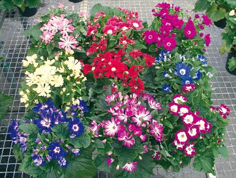 Photo de variété de fleurs à utiliser comme: Pot et Plante à massif Cineraria Vesna