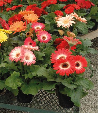 Photo de variété de fleurs à utiliser comme: Pot Gerbera jamesonii Royal Rosso bicolor