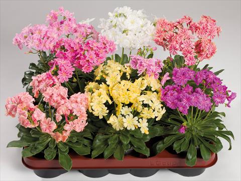 Photo de variété de fleurs à utiliser comme: Pot et Plante à massif Lewisia cotyledon Elise Mix