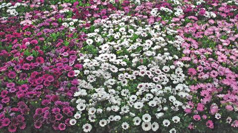 Photo de variété de fleurs à utiliser comme: Pot et Plante à massif Osteospermum Akila mix