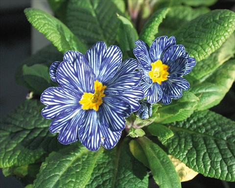 Photo de variété de fleurs à utiliser comme: Pot et Plante à massif Primula acaulis Blu zebra