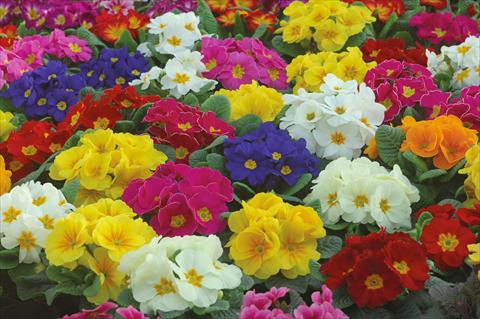 Photo de variété de fleurs à utiliser comme: Pot et Plante à massif Primula acaulis Mery superprecoce mix