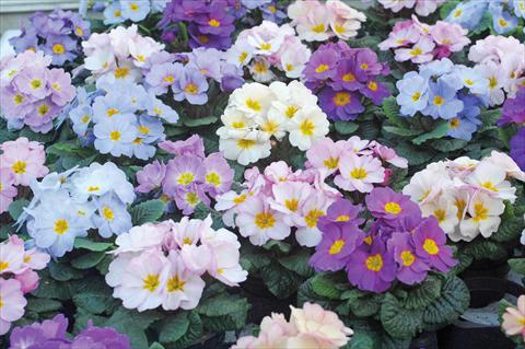 Photo de variété de fleurs à utiliser comme: Pot et Plante à massif Primula acaulis Provence mix