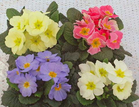 Photo de variété de fleurs à utiliser comme: Pot et Plante à massif Primula acaulis Vanity mix