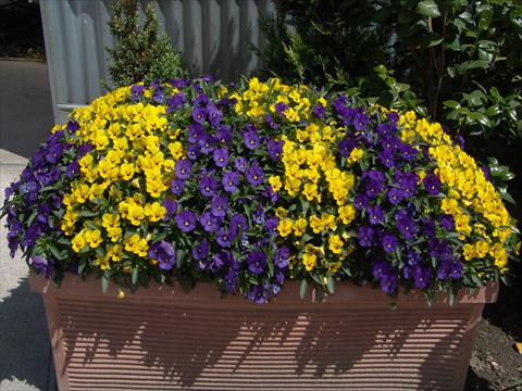 Photo de variété de fleurs à utiliser comme: Plante à massif/ plante de bordure Viola cornuta Penny Yellow blotch