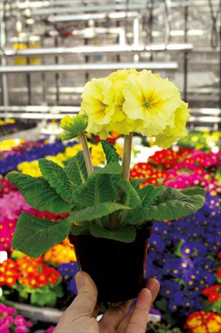 Photo de variété de fleurs à utiliser comme: Pot et Plante à massif Primula elatior Sibel crema