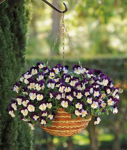 Photo de variété de fleurs à utiliser comme: Pot et Plante à massif Viola cornuta Cool Wave Violet Wings