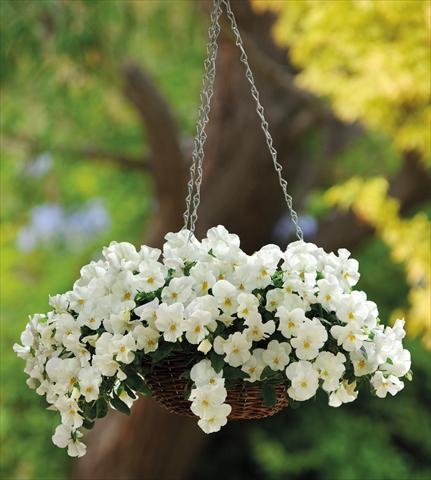 Photo de variété de fleurs à utiliser comme: Pot et Plante à massif Viola cornuta Cool Wave White