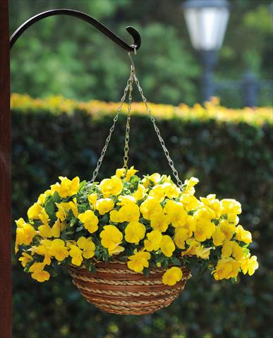 Photo de variété de fleurs à utiliser comme: Pot et Plante à massif Viola cornuta Cool Wave Yellow