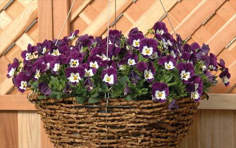 Photo de variété de fleurs à utiliser comme: Pot et Plante à massif Viola cornuta Freefall Violetto Bianco