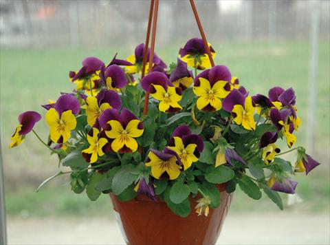 Photo de variété de fleurs à utiliser comme: Pot et Plante à massif Viola cornuta Freefall Violetto Giallo