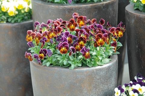 Photo de variété de fleurs à utiliser comme: Pot et Plante à massif Viola cornuta Lady Antique shades