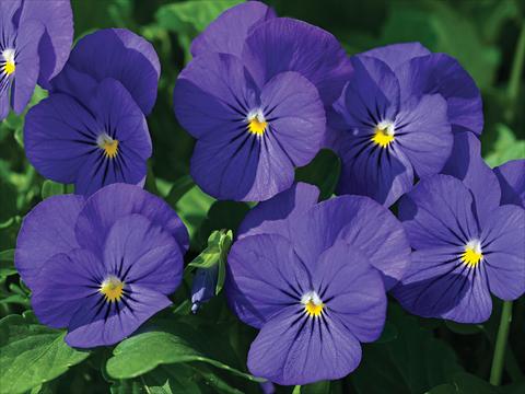 Photo de variété de fleurs à utiliser comme: Pot et Plante à massif Viola cornuta Lady Blu