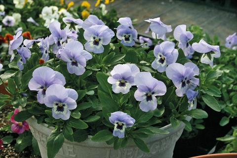 Photo de variété de fleurs à utiliser comme: Pot et Plante à massif Viola cornuta Lady Marina